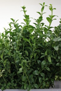 English Boxwood