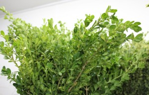Japanese Boxwood