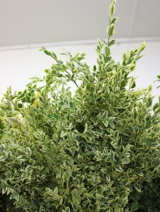 Variegated Boxwood