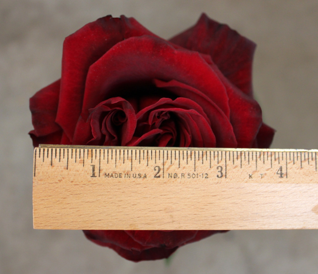 Black Pearl, Measured, Photo Credit Allison Linder