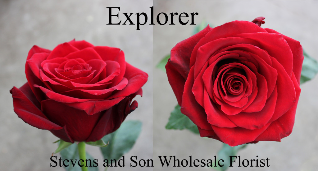 Explorer - Photo Credit Allison Linder