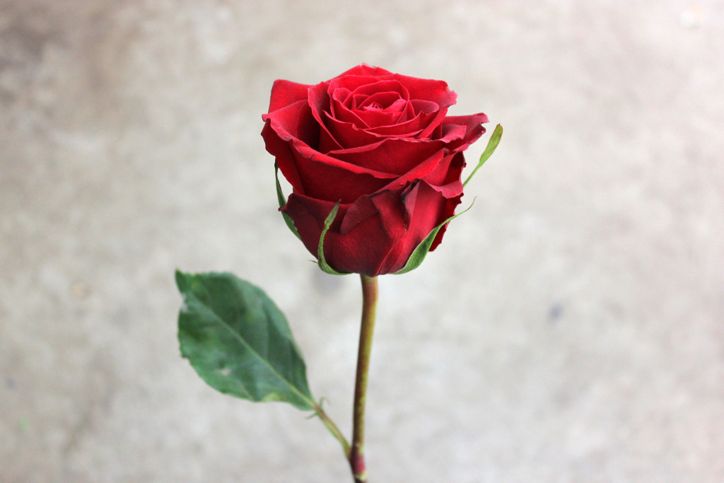 Forever Young Stevens and Son Wholesale Florist