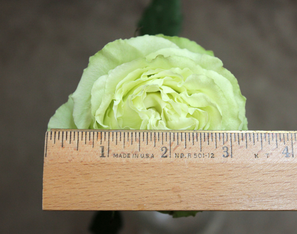 Lemonade (Lemonada), Measured, Photo Credit Allison Linder