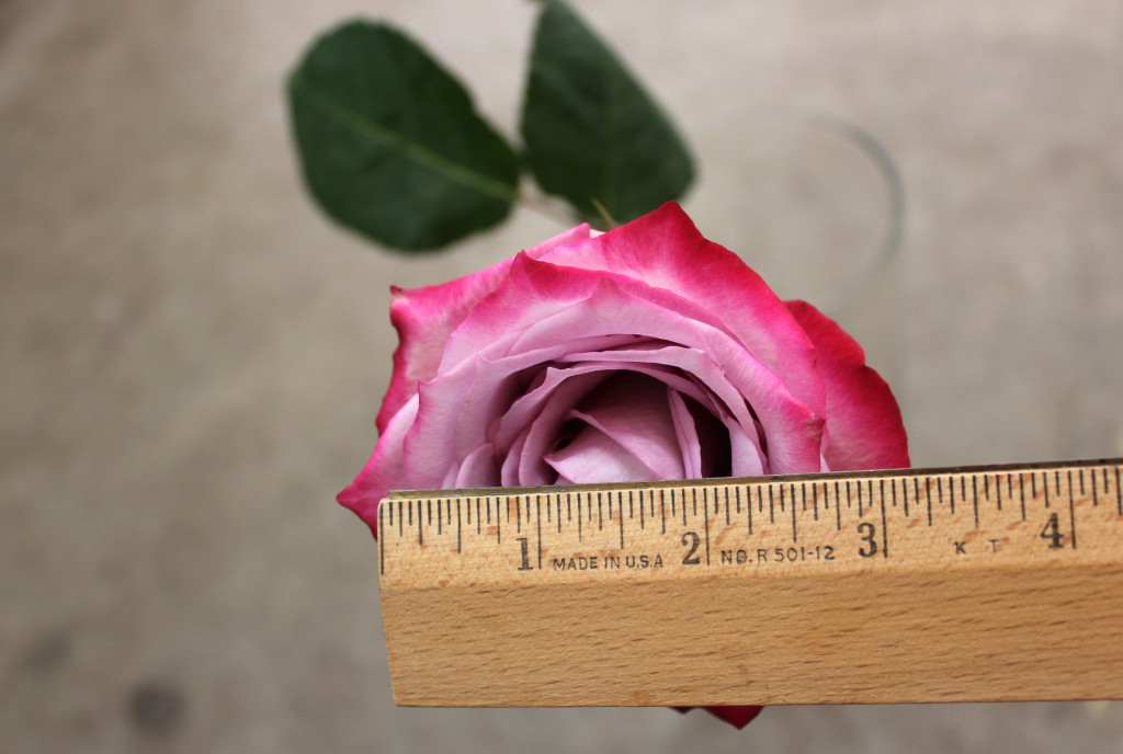 Moody Blues, Measured, Photo Credit Allison Linder