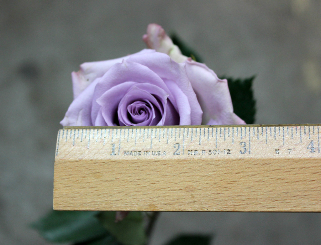 Ocean Song, Measured, Photo Credit Allison Linder