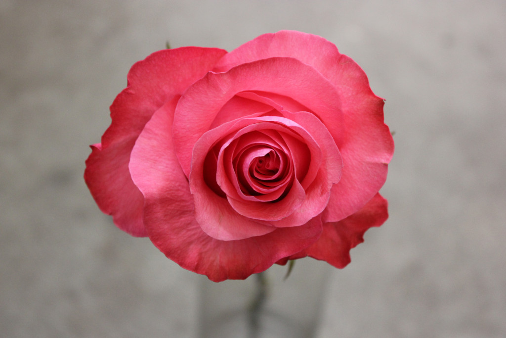 Pink Love, Front Face, Photo Credit Allison Linder
