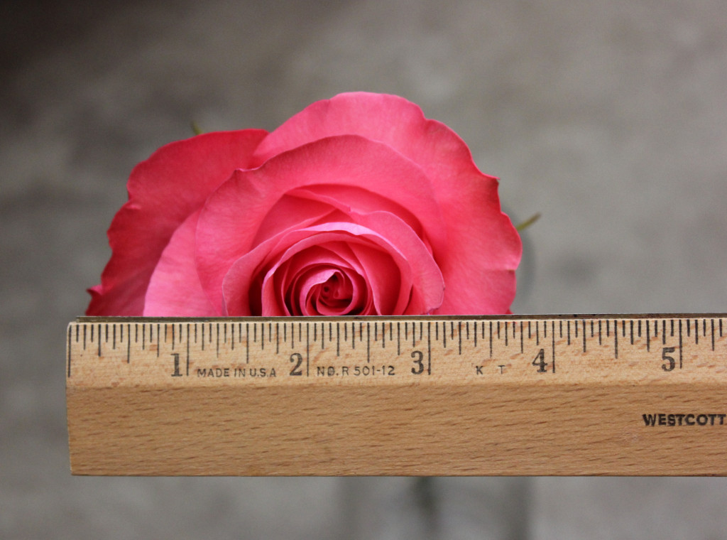 Pink Love, Measured, Photo Credit Allison Linder