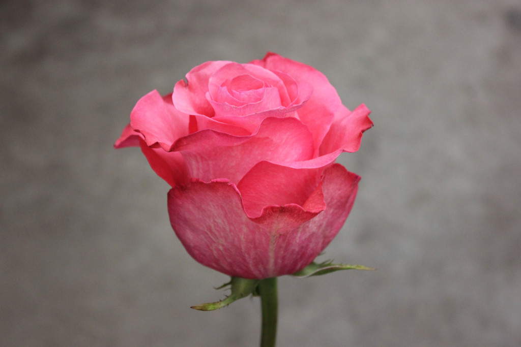 Pink Love, Side, Photo Credit Allison Linder