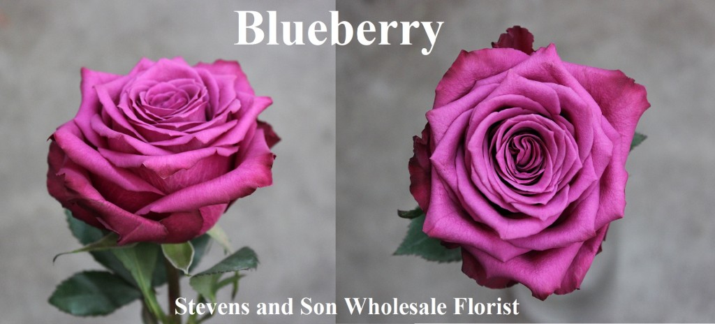 Blueberry, Photo Credit Allison Linder
