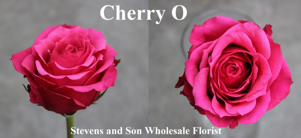 Cherry O, Photo Credit Allison Linder
