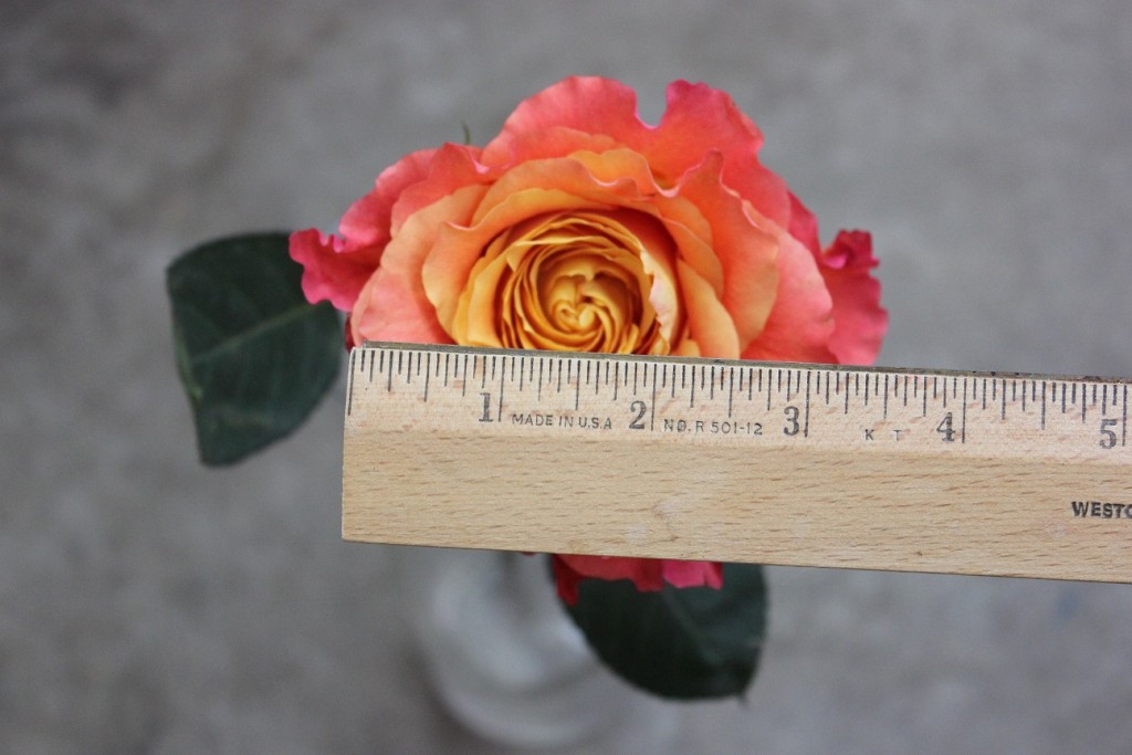 Free Spirit, Measured, Photo Credit Allison Linder