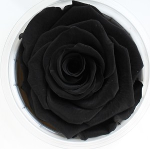 Preserved Rose - Black