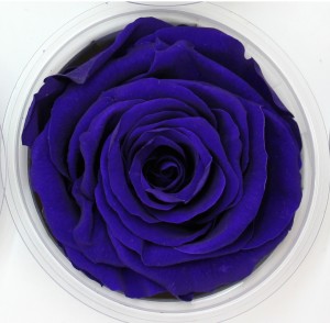 Preserved Rose - Cobalt