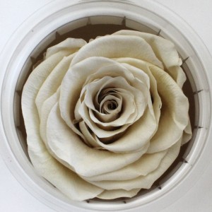 Preserved Rose - Eggshell