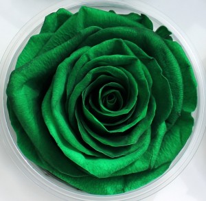 Preserved Rose - Green