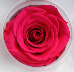Preserved Rose - Hot Pink