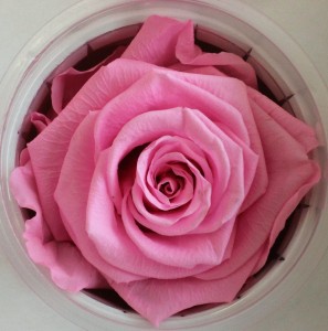 Preserved Rose - Light Pink