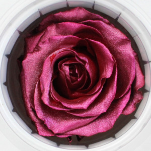 Preserved Rose - Metalic Mauve