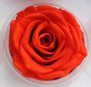 Preserved Rose - Orange