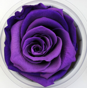 Preserved Rose - Purple - Photo Credit Allison Linder