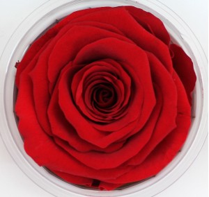 Preserved Rose - Red