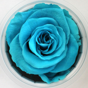 Preserved Rose - Teal