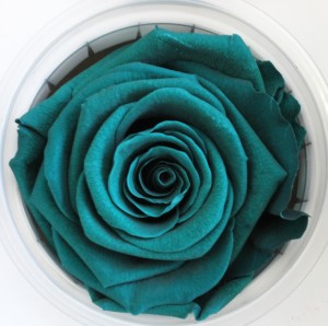 Preserved Rose - Teal