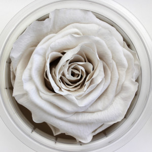 Preserved Rose - White - Photo credit Allison Linder