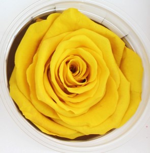Preserved Rose - Yellow