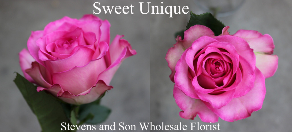 Sweet Unique - Photo Credit Allison Linder