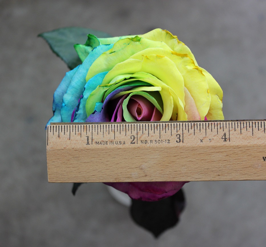 Tinted Rose - Tie Dye, Measured, Photo Credit Allison Linder
