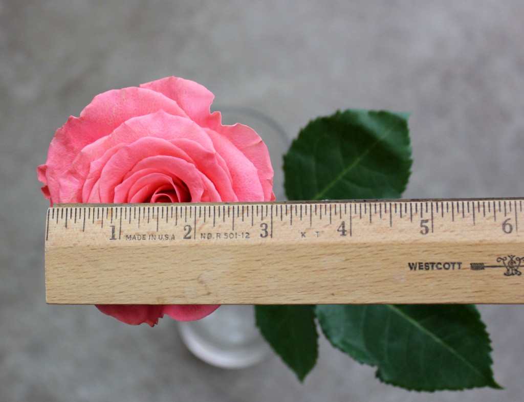 Amsterdam - Measured - Photo Credit Allison Linder