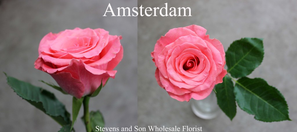 Amsterdam - Photo Credit Allison Linder