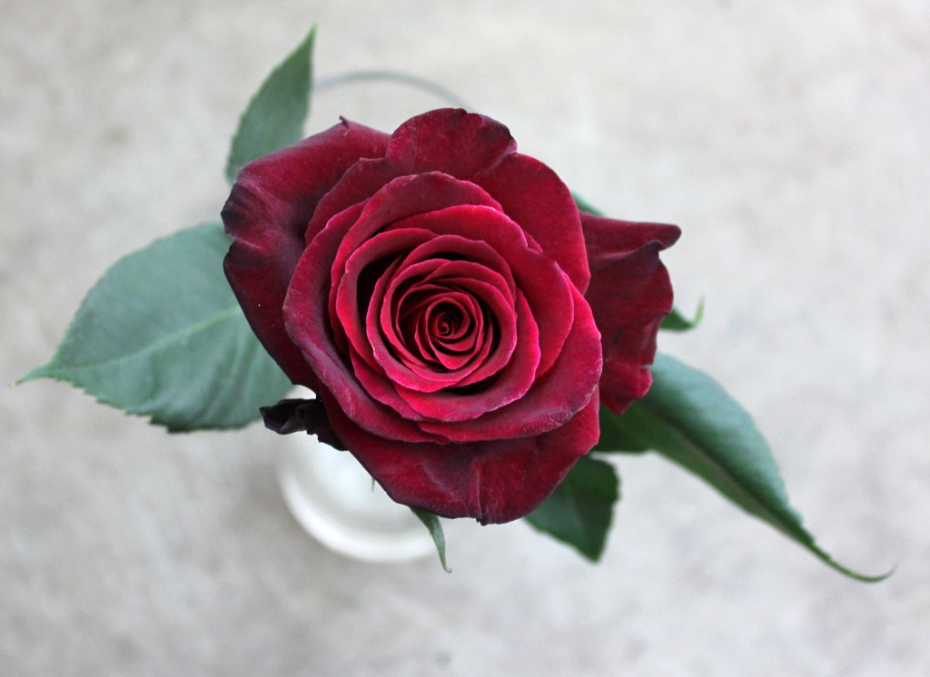 Black Baccara - Aerial View - Photo Credit Allison Linder