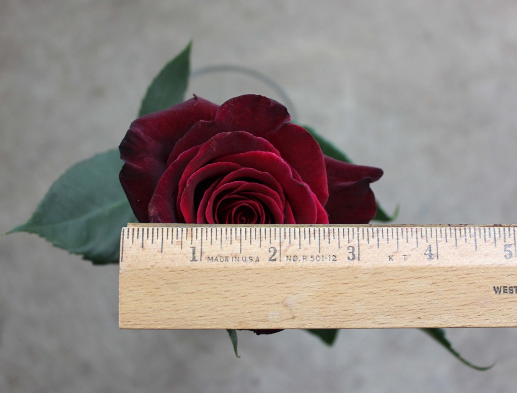 Black Baccara - Measured - Photo Credit Allison Linder