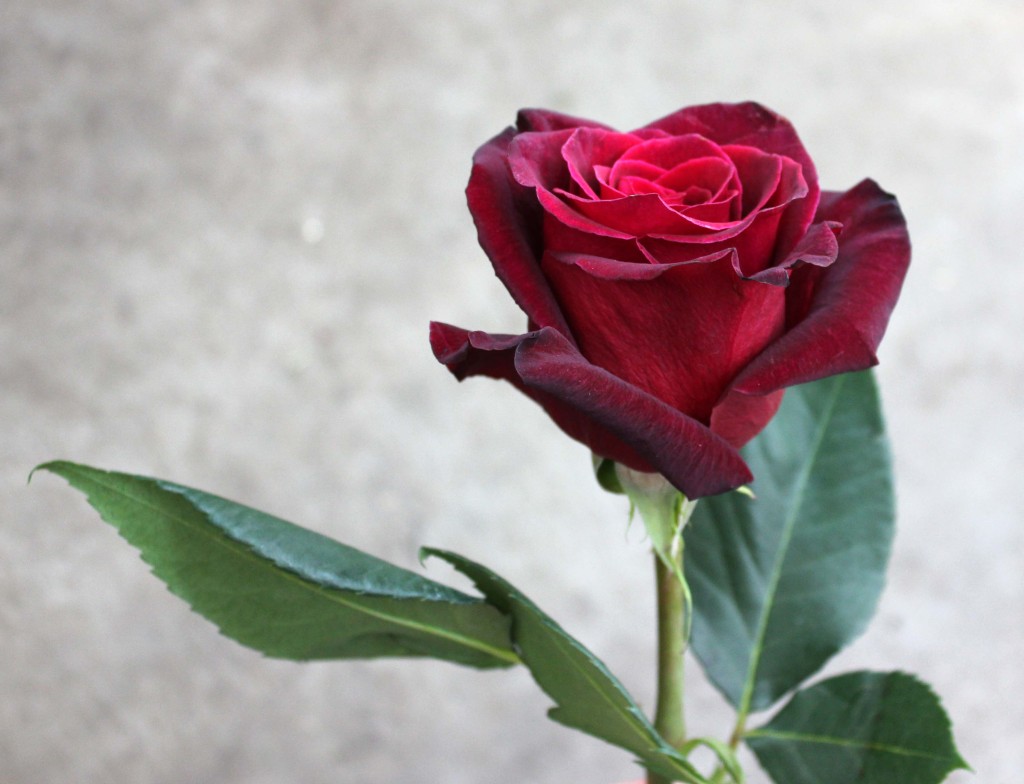 Black Baccara - Side View - Photo Credit Allison Linder
