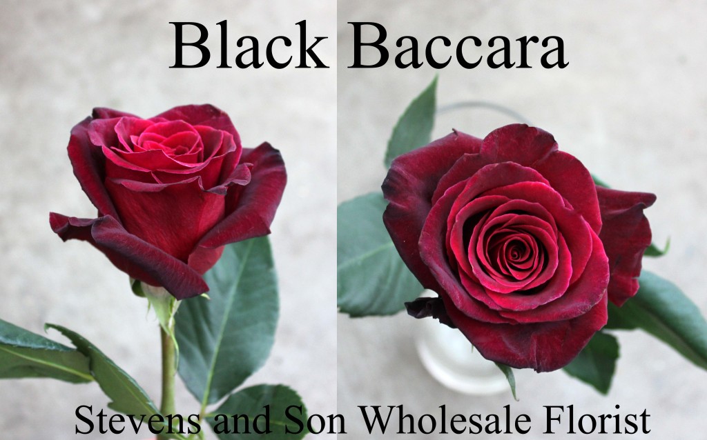 Black Baccarra - Photo Credit Allison Linder