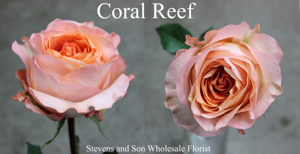 Coral Reef - Photo Credit Allison Linder copy