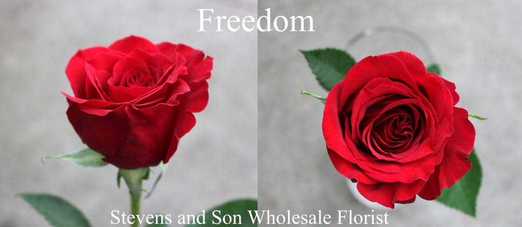 Freedom - Photo Credit Allison Linder