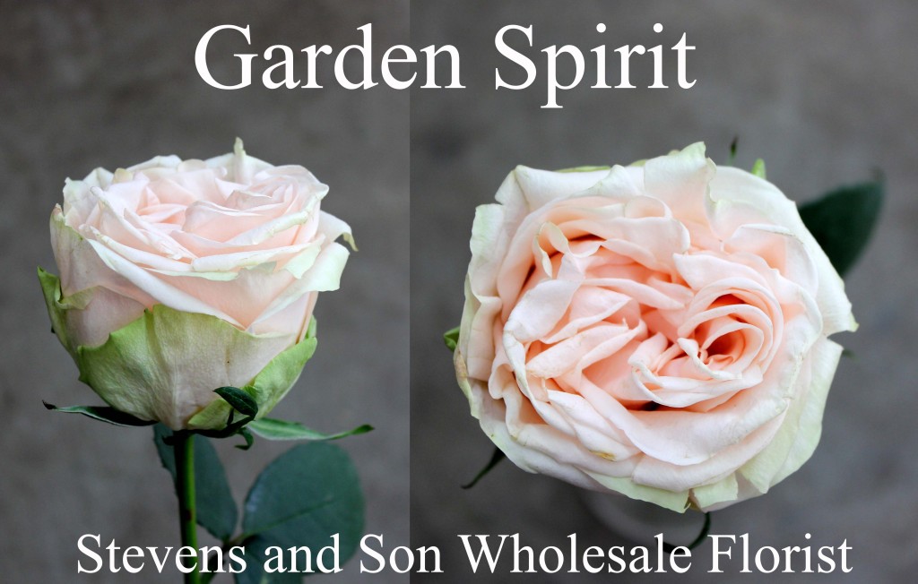 Garden Spirit Stevens And Son Wholesale Florist