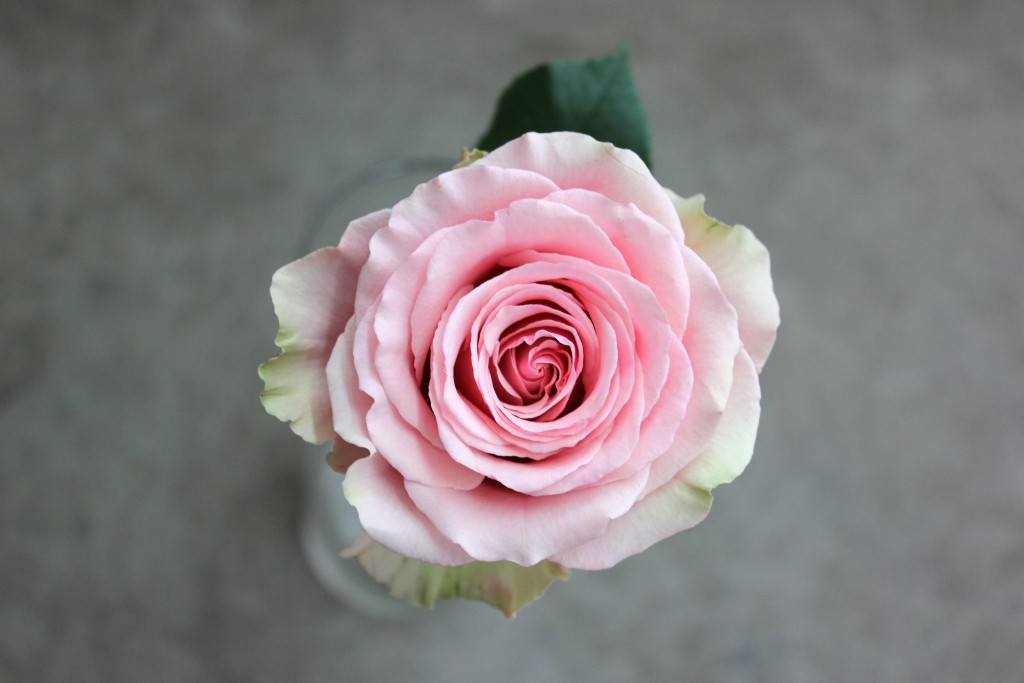 Geraldine Stevens and Son Wholesale Florist