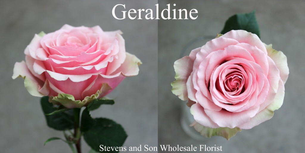 Geraldine - Photo Credit Allison Linder