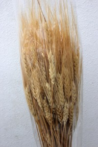 Golden Wheat