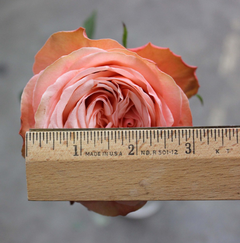 Kahala- Measured- Photo Credit Allison Linder
