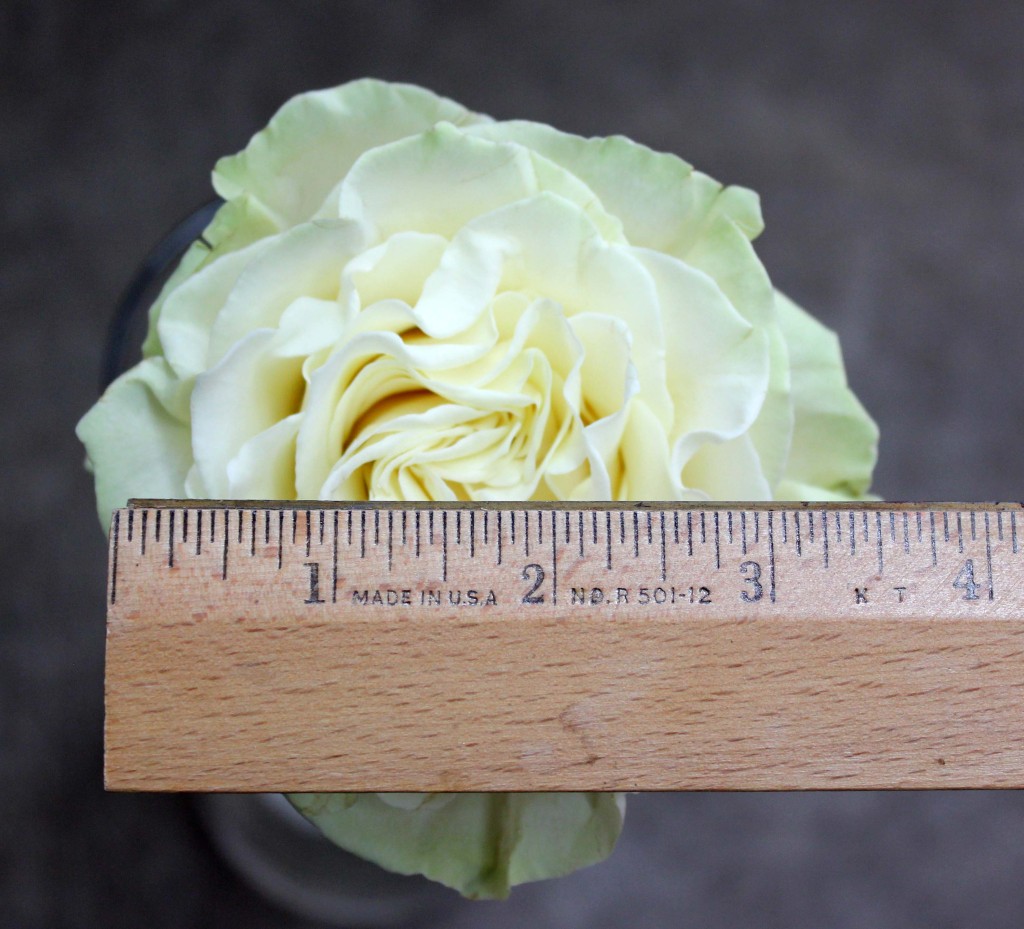 Mondial - Measured - Photo Credit Allison Linder