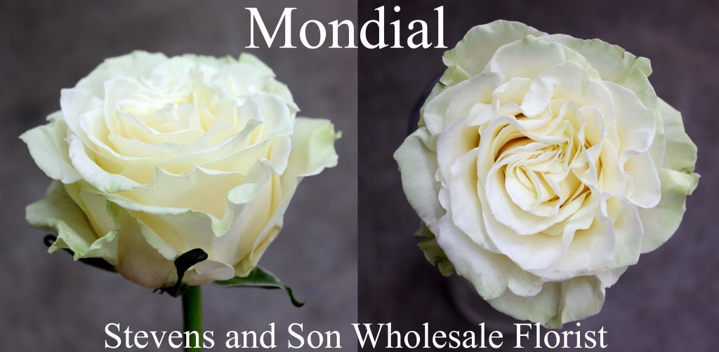 Mondial - Photo Credit Allison Linder copy