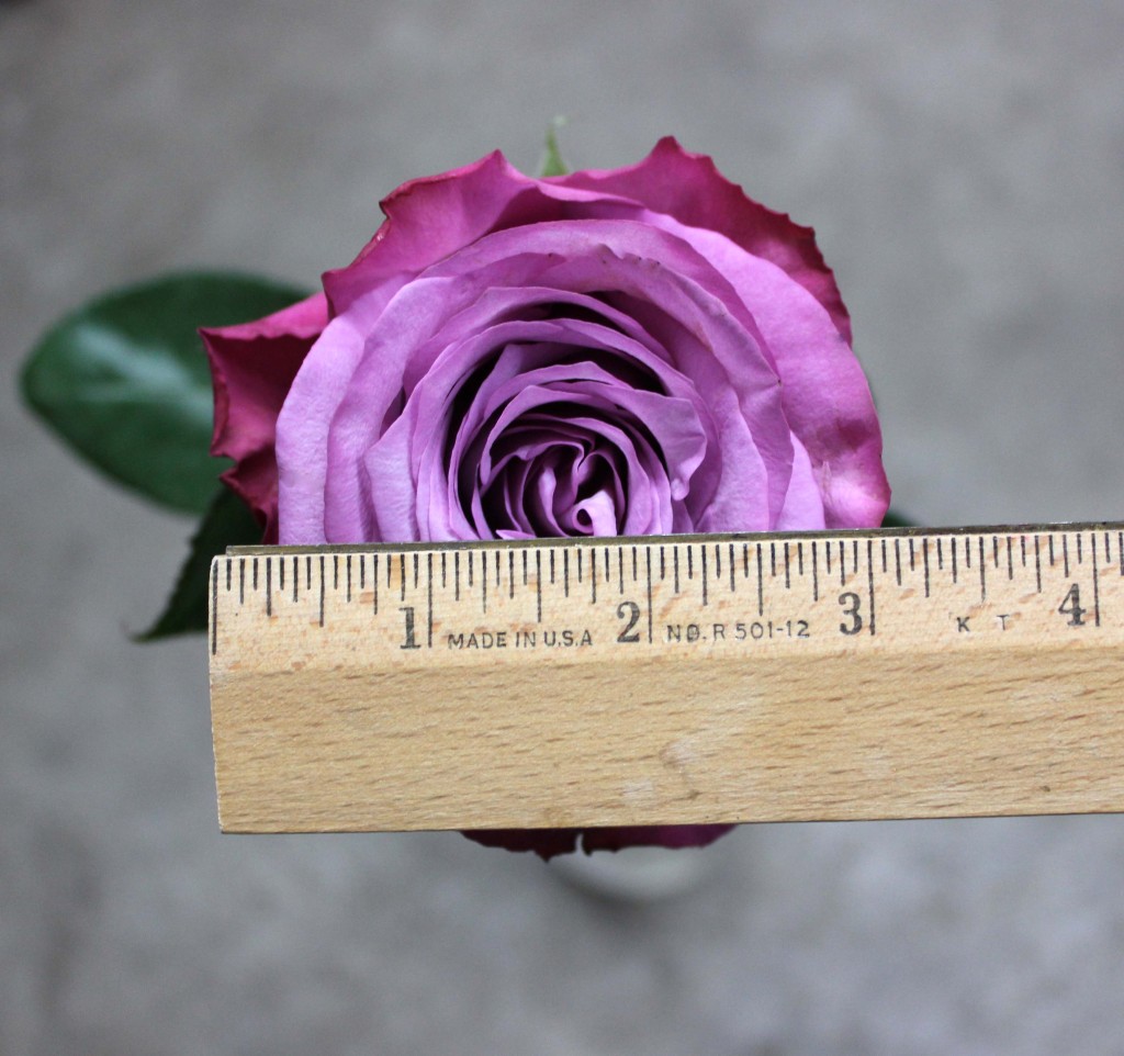Moody Blues - Measured - Photo Credit Allison Linder