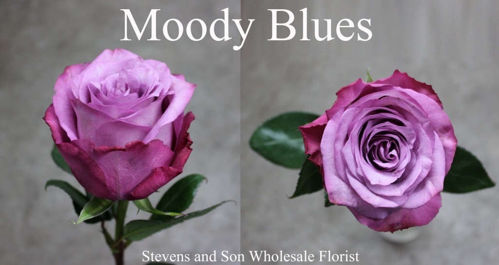 Moody Blues - Photo Credit Allison Linder