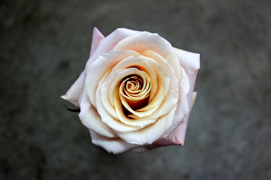 Mother of Pearl - Aerial View - Photo Credit Allison Linder