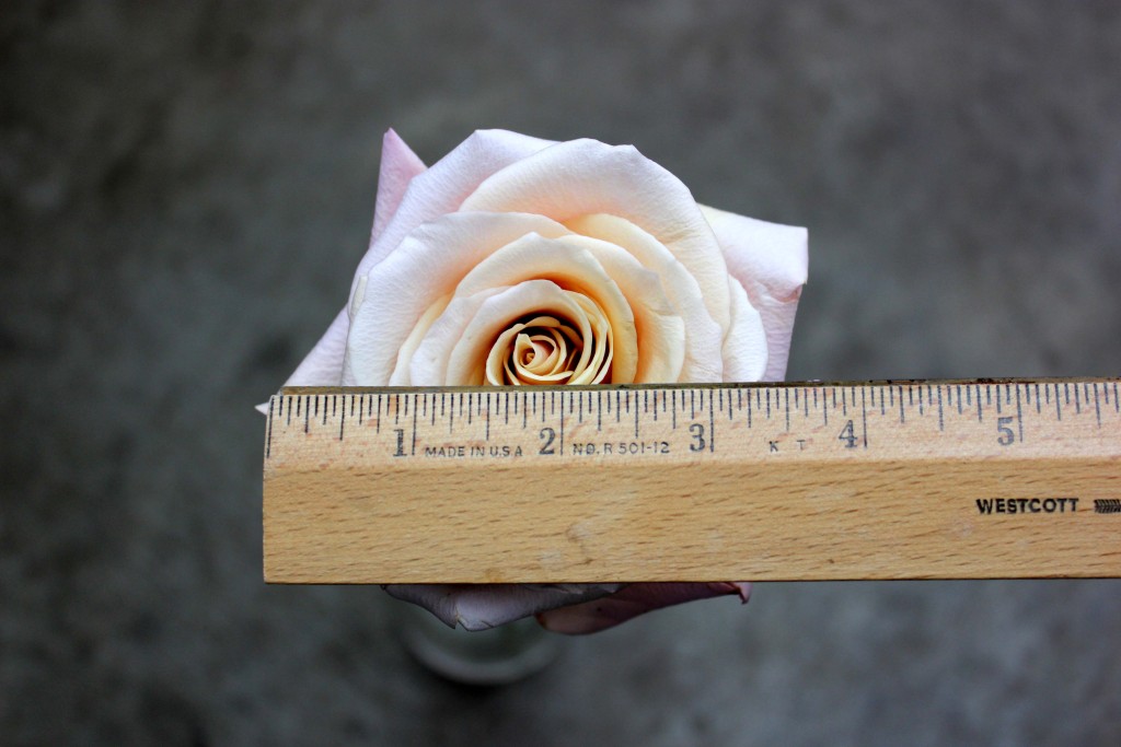 Mother of Pearl - Measured - Photo Credit Allison Linder